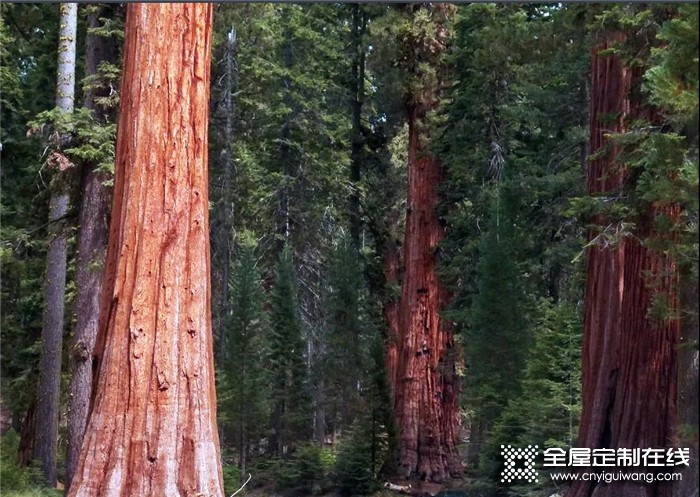 森諾給你一個(gè)來(lái)自森林的承諾，將自然的美景帶入生活的空間